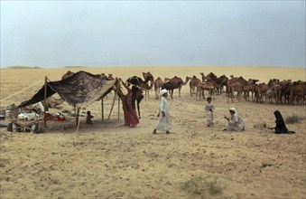 MIDDLE EAST, Bedouin, Bedouins setting up camp with camel herd in the background