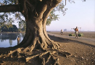 INDIA, Andhra Pradesh, Landscape, "Rural scene with large tree with spreading roots in foreground,