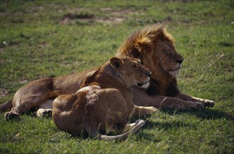 KENYA, Animals, Lion, Pair of lions lying together