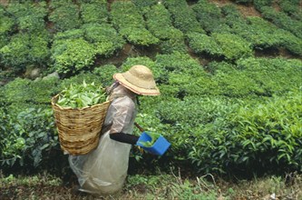 MALAYSIA, Farming, Tea picker on Boh tea plantation