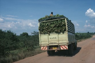 UGANDA, Farming, Transporting bananas by truck on road near Mbarara