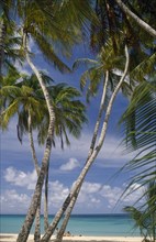 MARTINIQUE, Ste Anne, People on white sand beach with palm trees in the foreground.