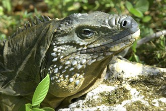 WEST INDIES, Cayman Islands, Close up profile shot of a lizard