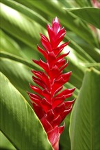 WEST INDIES, Cayman Islands, Detail of red flower with green leaves