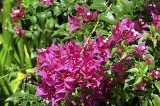 WEST INDIES, Cayman Islands, Fuchia pink flowers with green leaves