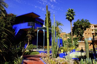 MOROCCO, Marrakech, Majorelle Jardin. Bright blue building with cactus and palm tree borders