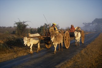 MYANMAR, Transport, Ox and bullock drawn wooden carts on road leading to the  Inle Lake.