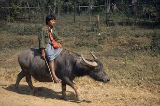 MYANMAR, Transport, Animals, Boy riding water buffalo along road to Inle Lake.