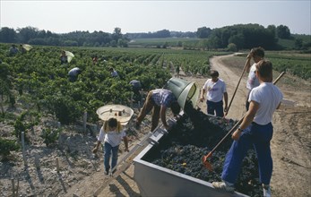 FRANCE, Aquitane, Bordeaux, Wine harvest or Le Vendage at Chateau Pontet Canet