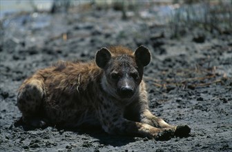 TANZANIA, Ngorongoro, Animals, Hyena