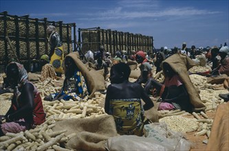 TANZANIA, Farming, Women workers sorting maize.