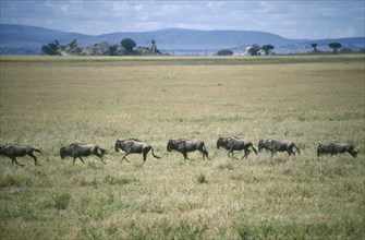 TANZANIA, Serengeti National Park , Migrating wildebeest galloping across grass plains.