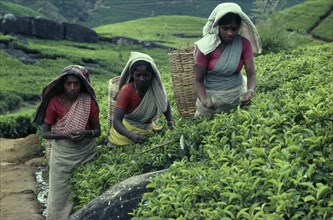 SRI LANKA, La Bookellie Estate, Tamil women picking tea