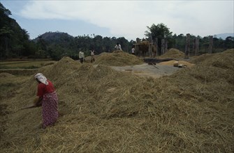 SRI LANKA, Near Kandy, Farm workers threshing rice near the small hill country village of Embekke