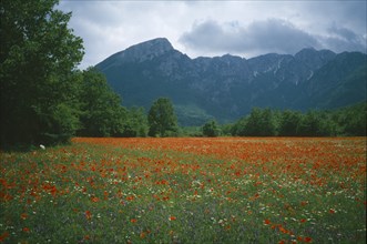 ITALY, Abruzzo, Abruzzo National Park, Poppy field with the Appenine Mountains in the distance