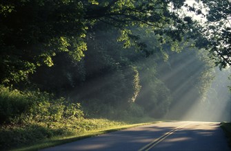 USA, North Carolina, Near Waynesville, Light shining through trees on to a section of the Blue