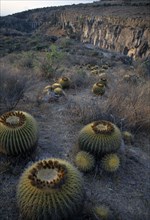 MEXICO, San Miguel de Allende, Cacti at Jardin Botanico El Charco del Ingenio