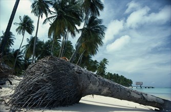 WEST INDIES, Tobago, Trees, Palm tree on beach uprooted by wind.  Cropped view showing lower trunk