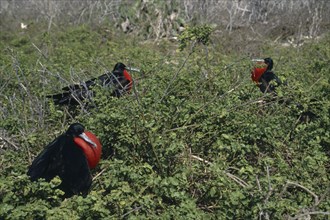ECUADOR, Galapagos Islands, Tower Island, Male Frigate birds sitting among bushes