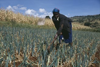 KENYA, Farming, Woman hoeing in onion field.