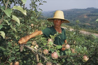 CHINA, Henan Province, Farming, Apple farmer pruning trees in orchard.