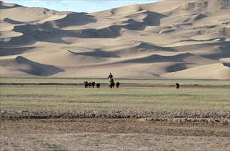 MONGOLIA, Hungui River Valley, Horseback rider driving herd of cows home against a backdrop of sand