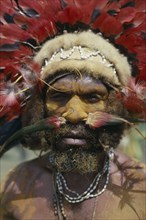 PAPUA NEW GUINEA, Mount Hagen, Warrior from Waghi wearing parrot feather head dress and cuscus fur