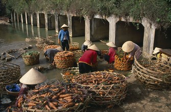 VIETNAM, Dalat, Women in conical hats washing carrots in the river below Xuan Huong dam