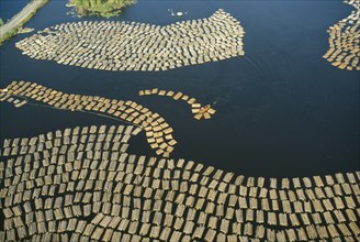 FINLAND, Lake Saimaa, Large expanse of cut timber from logging industry floating on lake surface.