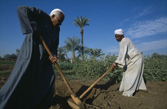 EGYPT, Nile Valley, Luxor, Two men tilling field by hand in preparation for crop of maize or sugar