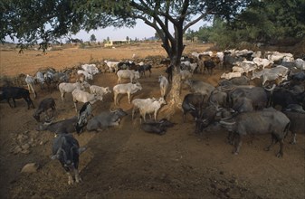 INDIA, Andhra Pradesh, Anantapur, Herd of cattle and buffaloes resting in the shade of a tree