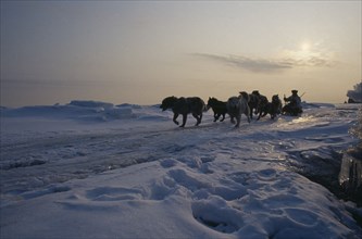 RUSSIA, Siberia, Tchukotka, Nalrus and seal Innuit eskimo hunt.  Husky drawn sleigh in part
