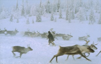 RUSSIA, Siberia, Yakutia, Reindeer running through snow with figure walking between them.