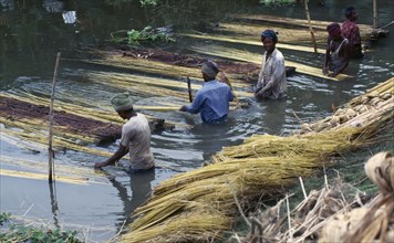 BANGLADESH, Agriculture, Workers preparing jute fibre in water.
