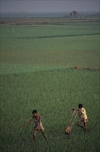 BANGLADESH, Chittagong, Brahmanbaria, Two boys pulling weeding machine through paddy field.