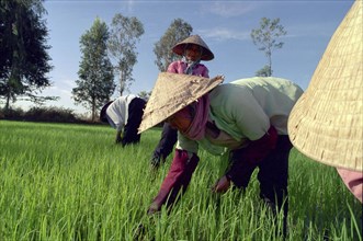 VIETNAM, South, Mekong Delta, Workers planting rice in paddy fields