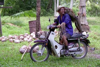 THAILAND, Surat Thani, Man on a moped with a Monkey that has been trained to pick coconuts