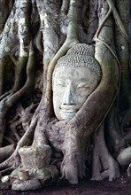THAILAND, Ayutthaya, Buddha head statue grown into a tree trunk originally placed there by a monk
