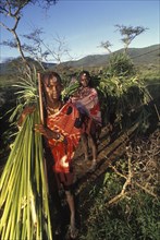 KENYA, Kajiado, Maasai moran or young warriors bring freshly cut reeds for the meat to be placed on