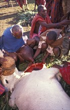 KENYA, Kajiado, A sacrificial cow is suffocated to death at the beginning of an initiation ceremony