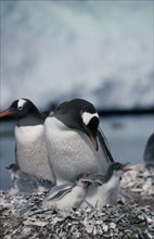 ANTARCTICA, Paradise Bay, View of a Gentoo Penguin with two chicks in a stoney nest