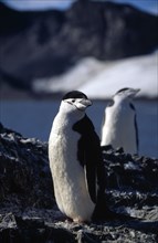 ANTARCTICA, Livingstone Island, Hannah Point, View of two adult Chinstrap Penguins standing on a