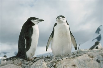 ANTARCTICA, Paradise Bay, View of two adult Chinstrap Penguins standing on a rocky nest