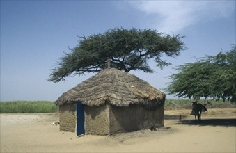 SENEGAL, North, Peul house with straw roof built near Acacia trees with mule standing in the shade