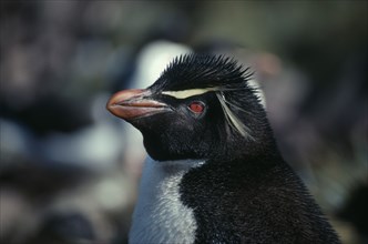 FALKLAND ISLANDS, West Point Island, Rockhopper Penguin or Eudyptes Crestatus.