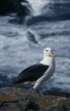 FALKLAND ISLANDS, West Point Island, Black Browed Albatross.