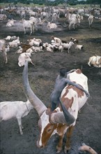 SUDAN, South, Farming, Dinka cattle camp with tribesman leaning over brown and white song ox.  Note