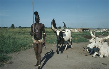 SUDAN, Farming, Dinka tribesman with piebald song ox. Note horns trained to particular shape to