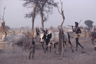 SUDAN, General, Dinka man with black and white song bull at cattle camp.