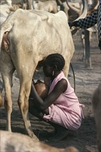 SUDAN, Farming, Young Dinka woman wearing pink Western style dress and jewellery milking cow in